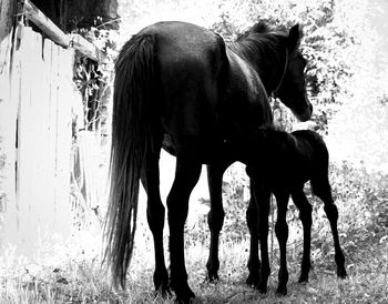 Horse standing on field