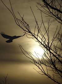 Close-up of silhouette tree against sky at sunset