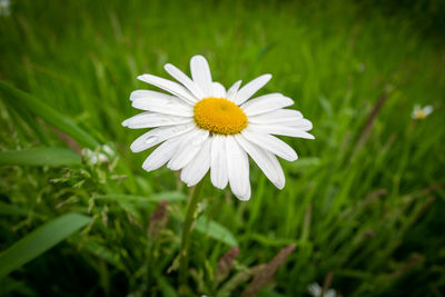 Close-up of white daisy flower on field