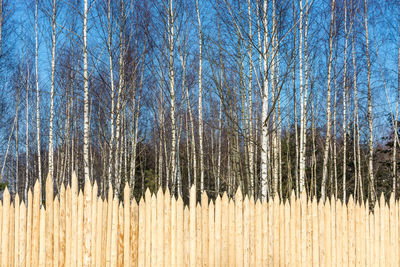 Bare trees in forest