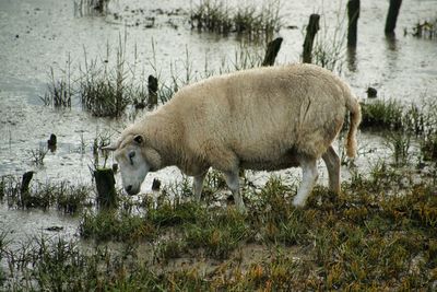 Side view of sheep on lakeshore