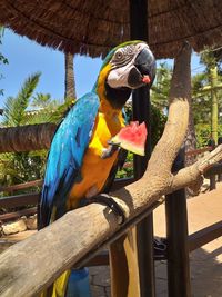 Two birds perching on wood