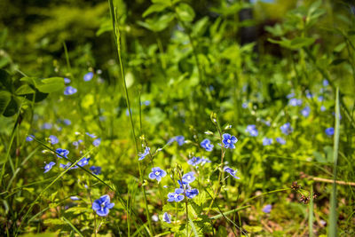 Close-up of yellow flowering plant on field