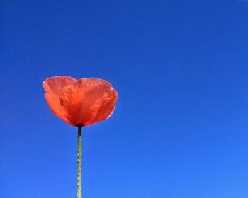 Low angle view of flower against clear blue sky