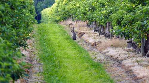 Footpath amidst trees on field