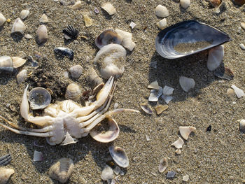 High angle view of seashells on beach