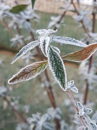 Close-up of frozen plant