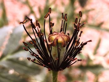 Close-up of flowering plant