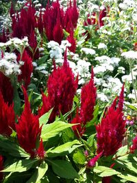 Red flowers blooming in spring