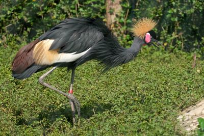 Side view of a bird on field