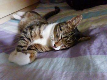 Cat lying on bed