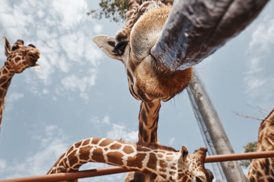 Low angle view of giraffe against sky