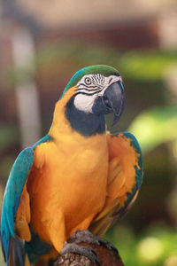 Blue and gold macaw bird ara ararauna perches in captivity in florida