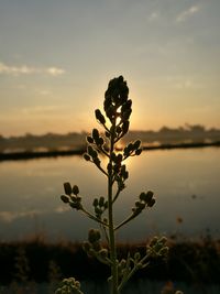 Close-up of plant by lake against sky during sunset