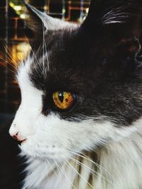 Close-up portrait of cat