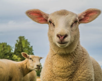 Close-up portrait of sheep