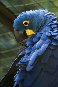 Close-up of blue parrot perching on leaf
