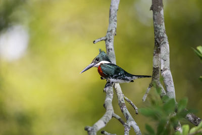 Close-up of bird perching on branch