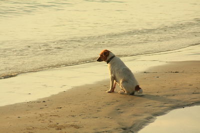 Dog on beach