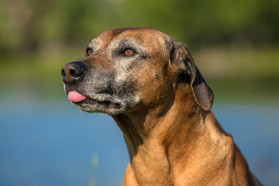 Close-up of dog looking away