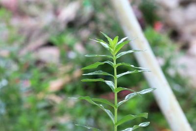 Close-up of plant growing on field