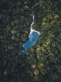 Aerial view of lake amidst trees in forest