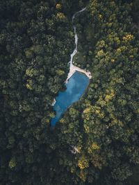 High angle view of trees by sea