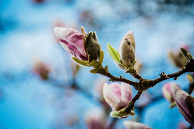 Close-up of pink flowering plant