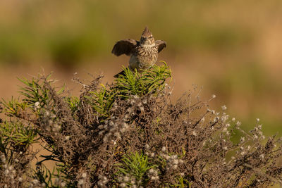 View of a bird on a field