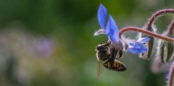 Close-up of bee pollinating on purple flower