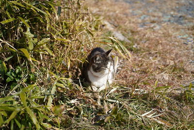 Cat on field