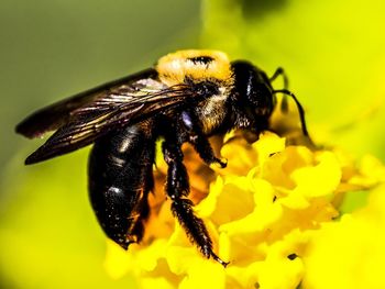 Close-up of bee pollinating on flower