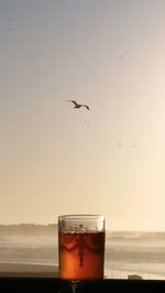 Golden cup of tea and segull in flight