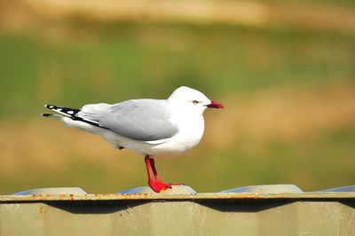 Close-up of seagull perching outdoors