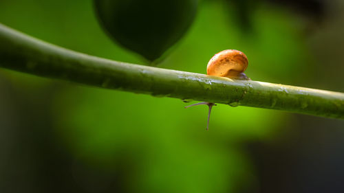 Close-up of snail on plant stem