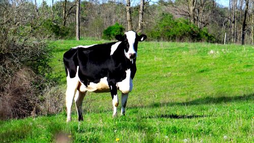 Horse grazing on grassy field