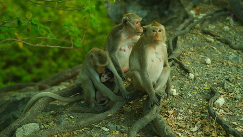 Monkey sitting in a forest