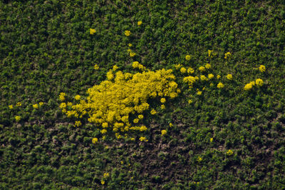 High angle view of yellow flowering plants on field