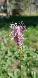 Close-up of pink flowering plant