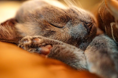 Close-up of a dog sleeping