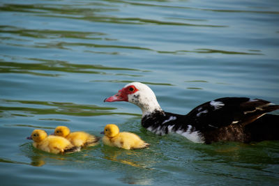 Ducks in a lake