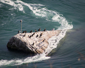 High angle view of bird perching on rock in sea