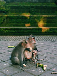 Monkey family