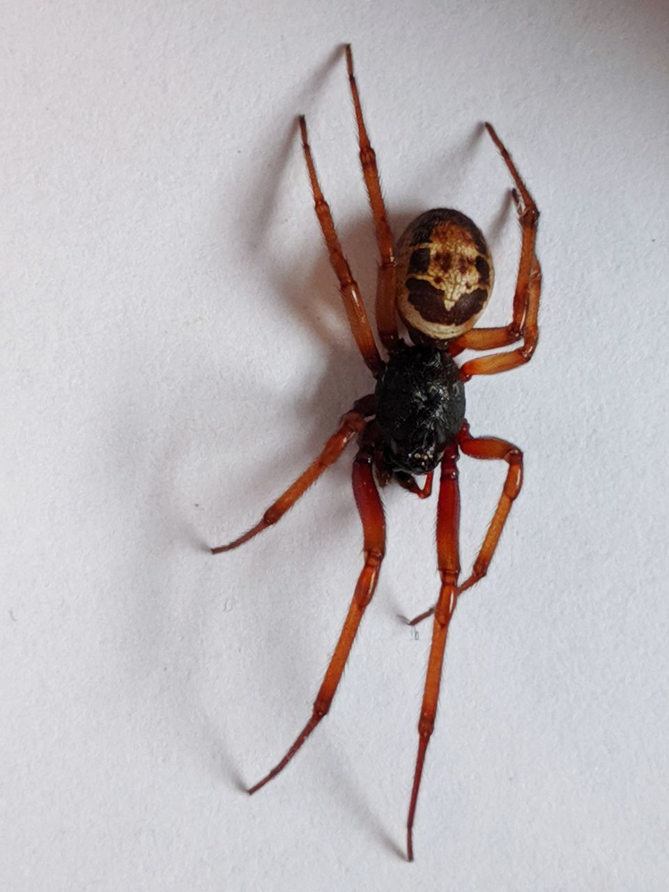 CLOSE-UP OF SPIDER ON WHITE BACKGROUND