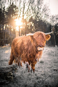 Lion in a field