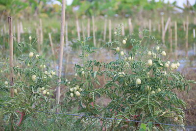 Close-up of plants growing on field