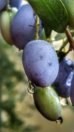 Close-up of berries growing on tree