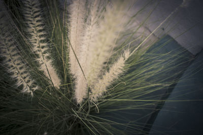 Close-up of grass