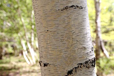 Close-up of tree trunk