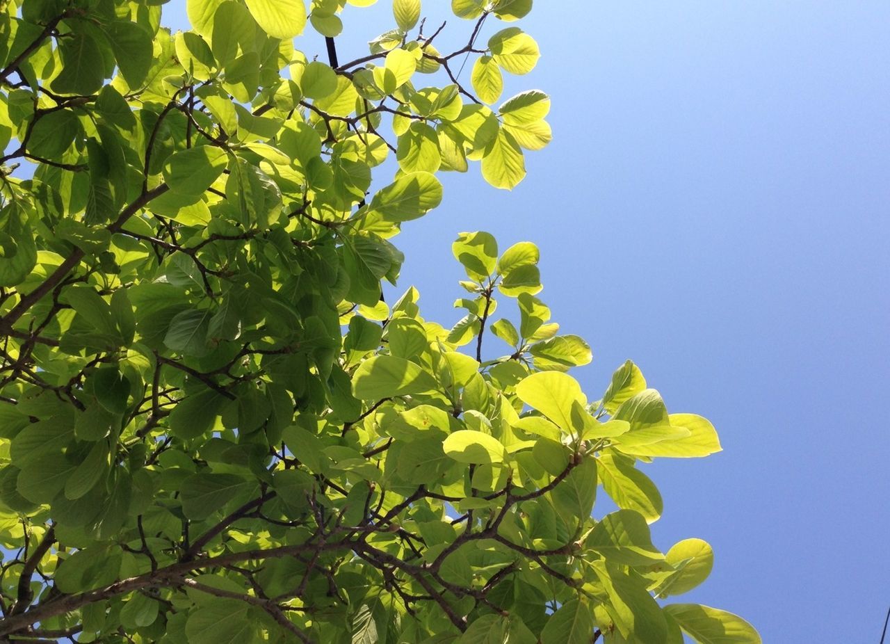 branch, leaf, growth, clear sky, tree, low angle view, nature, green color, beauty in nature, freshness, yellow, tranquility, sunlight, day, blue, outdoors, no people, green, sky, plant